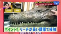 Extremely Funny Crazy Weird Japanese Prank Show - Humans vs Crocodile (Eng Sub) Try Not To Laugh LOL