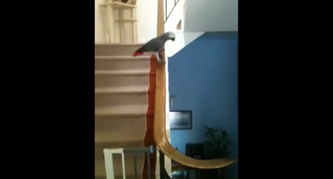 Un perroquet glisse sur la rampe d'escalier