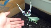 IMPRESIONANTE MASCOTA MANTIS RELIGIOSA UN INSECTO QUE INFUNDE RESPETO AGOSTO 2015