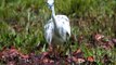 Sarasota Birds 2011 Sandhill Cranes, Limpkin, Little Blue Heron