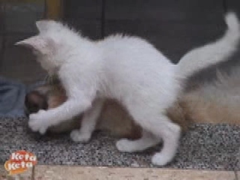 Cat and dog