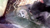 Ein lachendes Gorilla Baby - Mutter Bagira - Tierpark Hellabrunn