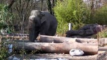 Sunny Afternoon - Asiatische Elefanten - Ludwig - Temi - Panang und Mangala - Tierpark Hellabrunn