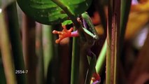 Red eyed leaf frog climbing