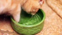 Scottish Fold Cat - Mango plays with water bowl