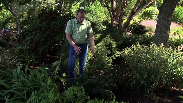 Evergreen Shrubs for Shade