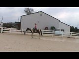 2 Year old paint hunter under saddle horse by Extended Invitation NEW VIDEO!