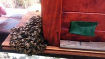 August 5, 2012: Beekeeping Japan secures 1st Japanese bee swarm - Showing a Massive Sumo Drone