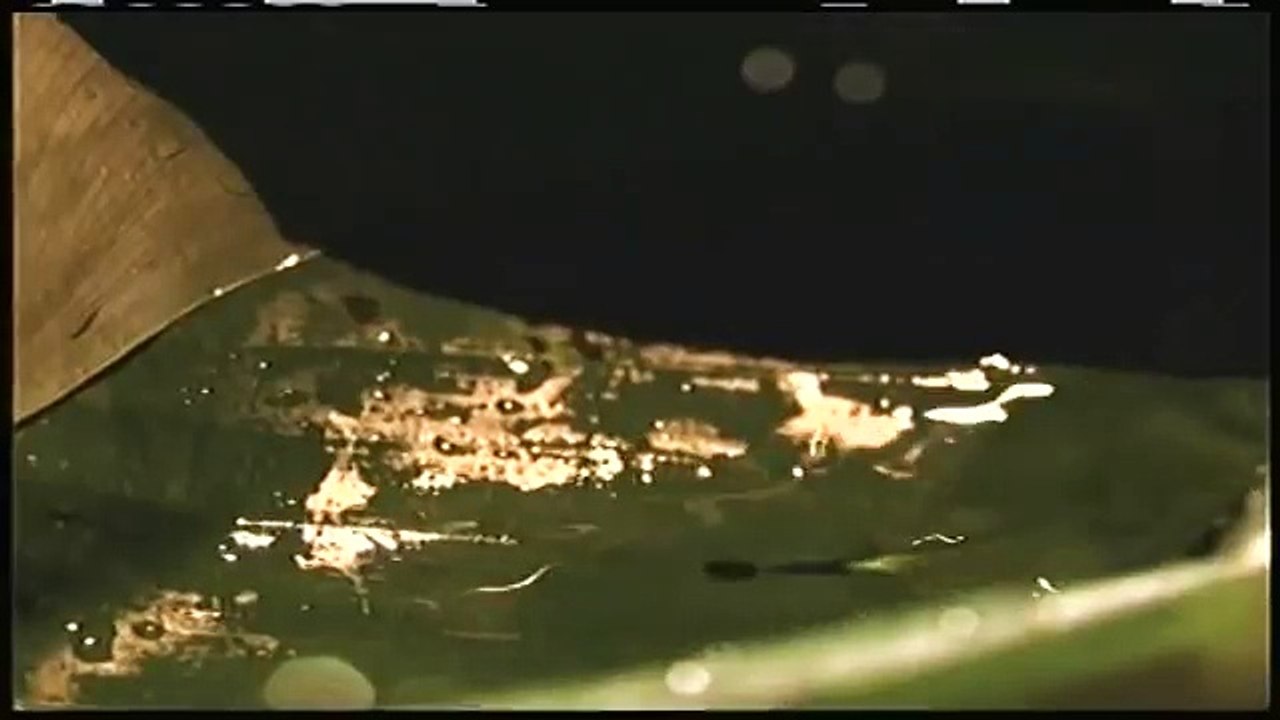 LA SONORA DINAMITA mosaico cumbias