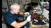 Astronautas provam alface cultivada no espaço