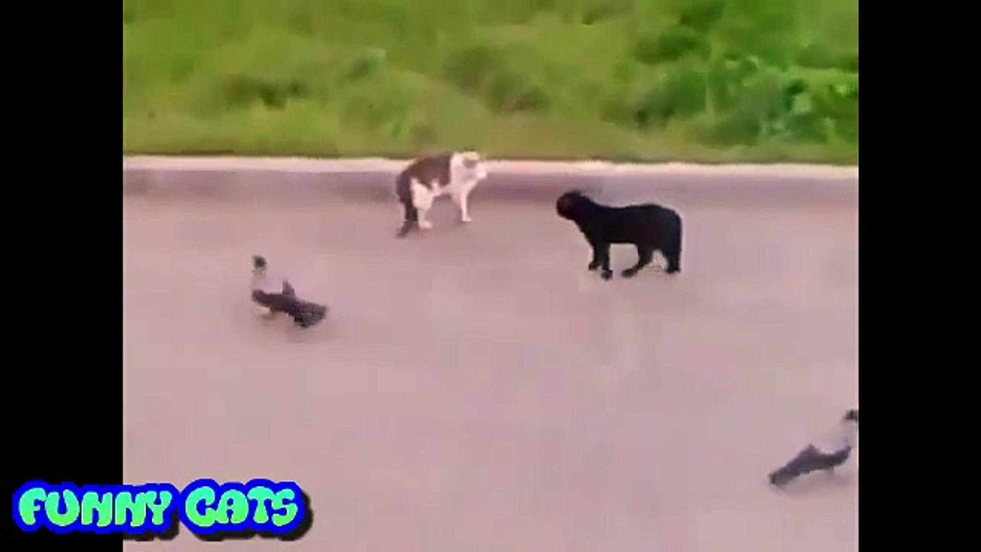 Funny Cats - Funny Cat Videos - Funny Animals Videos - Funny Cats Compilation    HD