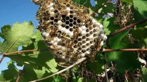 Ana eşek arıları yavru büyütürken- Sultan Kılıç-Azzet bibi-Malatya