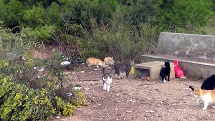 Streunende Katzen / Stray Cats
