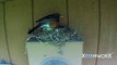 The best Robins Nest video on the Internet (maybe) Feeding Hatchlings babies Male & Female birds