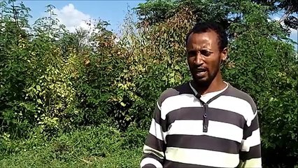 Feeding practice for dairy cattle