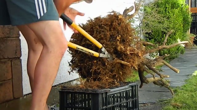 #03 - Recolección (yamadori) Buxus - Cómo recuperar un árbol de la naturaleza para hacerlo Bonsai