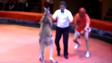 BOXING  MAN VS KANGAROO FUNNY FIGHT