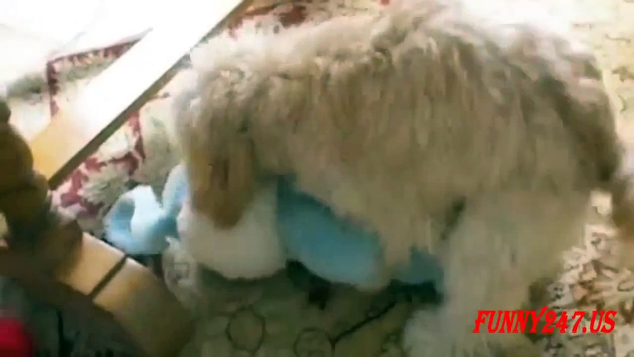 Funny Dog Humping Toy  The Poor Dog