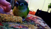 ❀4 month old Green Cheek Conure flaps her little wing when she's excited!❀