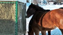 Hay Feeder Bale Feeder Cattle Feeder Horse Feeder Video