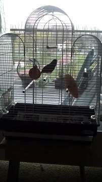 Female Canary Singing