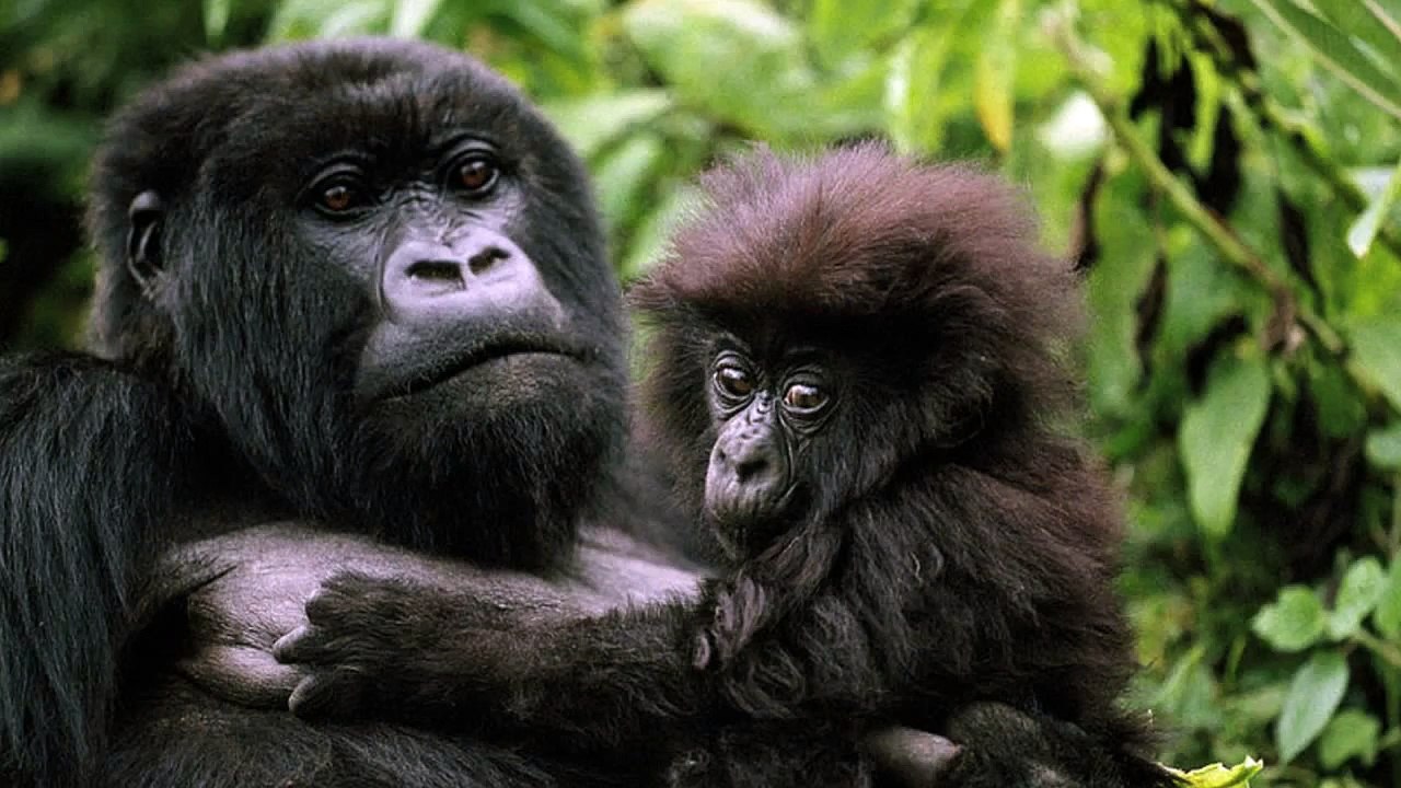 Africa Cries - Deep Congo Gorilla & Elephant Trailer