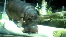 Mommy & Baby Hippo taking a swim at the San Diego Zoo 020611