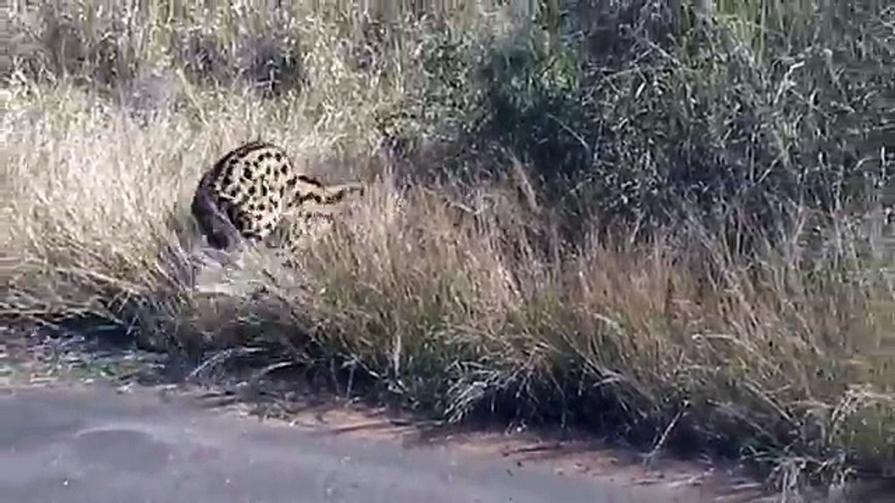 Serval VS Puff adder