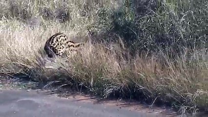 Serval VS Puff adder