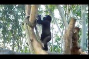 Gorillas at Barcelona Zoo