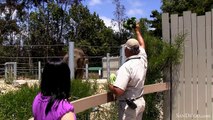 Video Series - Elephants Rule the San Diego Zoo this Summer - SanDiego.com