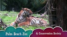 Full-grown Malayan tiger acts like a playful cub at the Palm Beach Zoo
