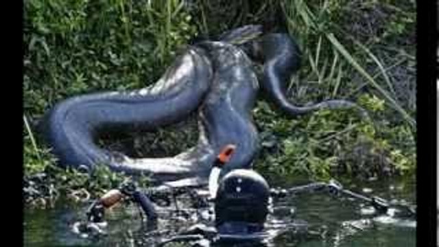 World's Biggest Snake Found Alive Brazil 2013