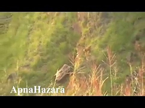 Hindko Old Maheye Swal Jawab - Ilyas Khan Hazara and Tariq Hazarvi