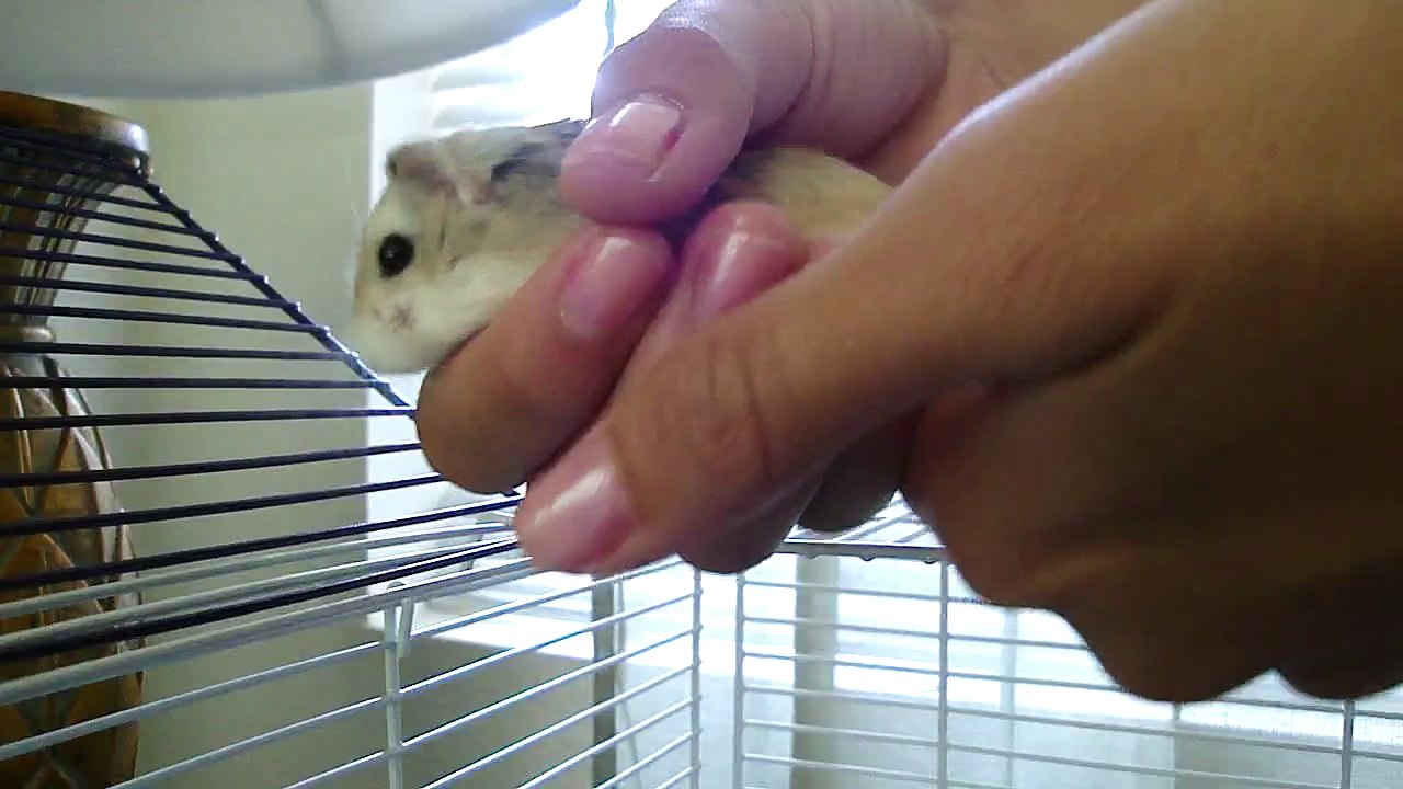 *Another Requested Video* My Roborovski (Robo) Dwarf Hamster