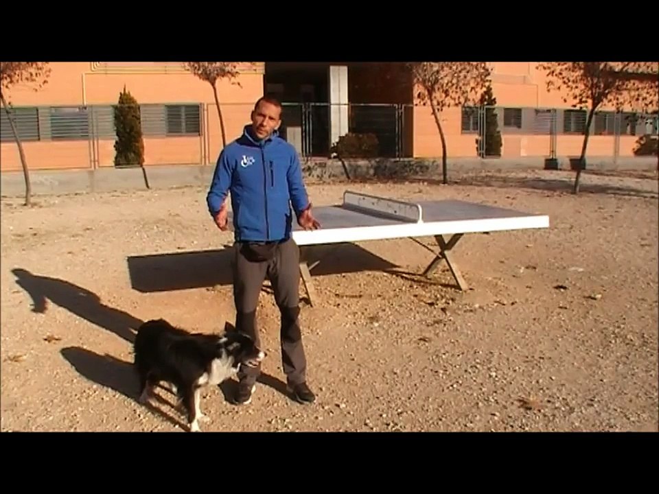 Adiestramiento canino. Agility urbano. Cuarto video sobre la "Mesa".