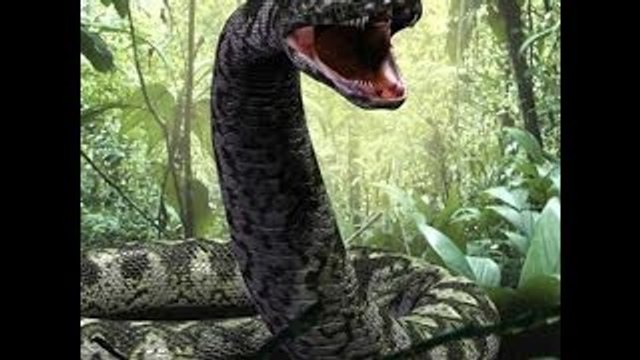 The Biggest Snake in The World 2014:World's Largest Biggest Snake Was Found Alive In Mexico