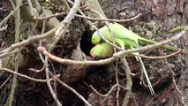 Green parrots in the wild in Richmond Park, London, England, February 2012.