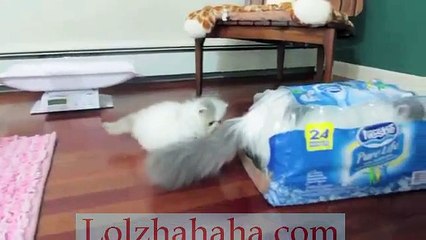 Kitten Marshmallow Too Busy Playing ( Week 7)