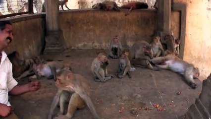 Baby Monkey - Monkey Troop Mourns Loss of Baby