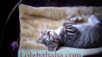 Kitten more beautiful than flower