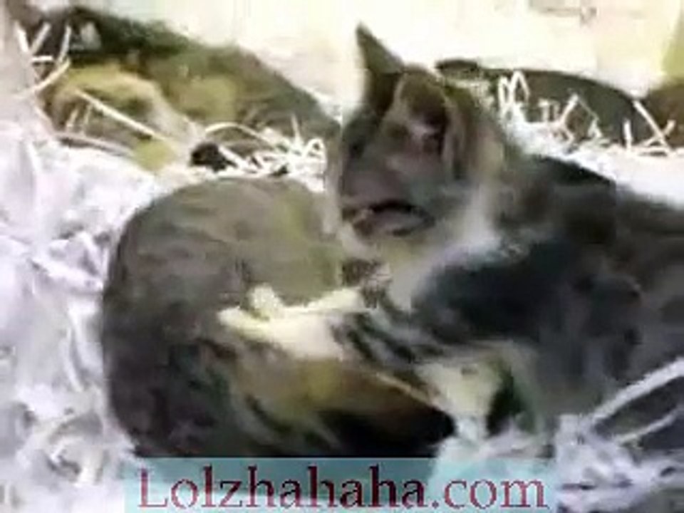 Kitten performing shiatsu massage