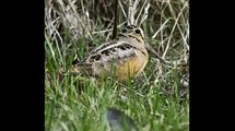 Dance of the American Woodcock - Starved Rock State Park