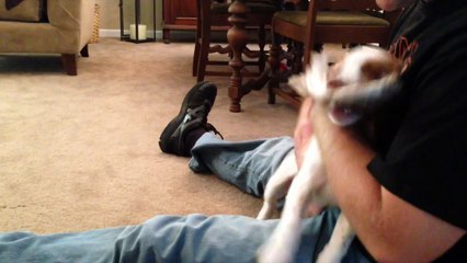 Brittany Puppies Pointing and Retrieving a Pheasant Wing