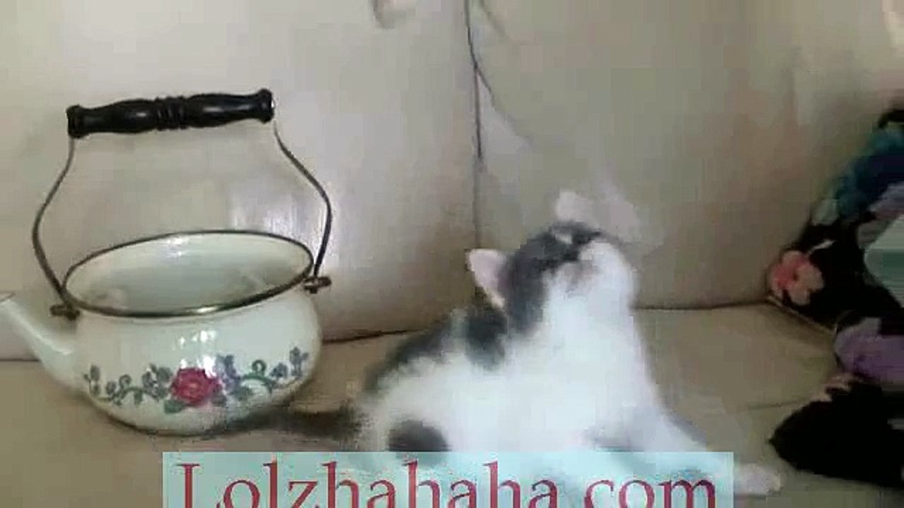 Kitten Playing in a Teapot