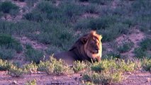 Free Stock Footage Wildlife Male Kalahari Lion in Morning Sunlight - Africa Travel Channel in HD