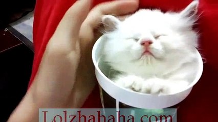 Kitten sleeping in a cup