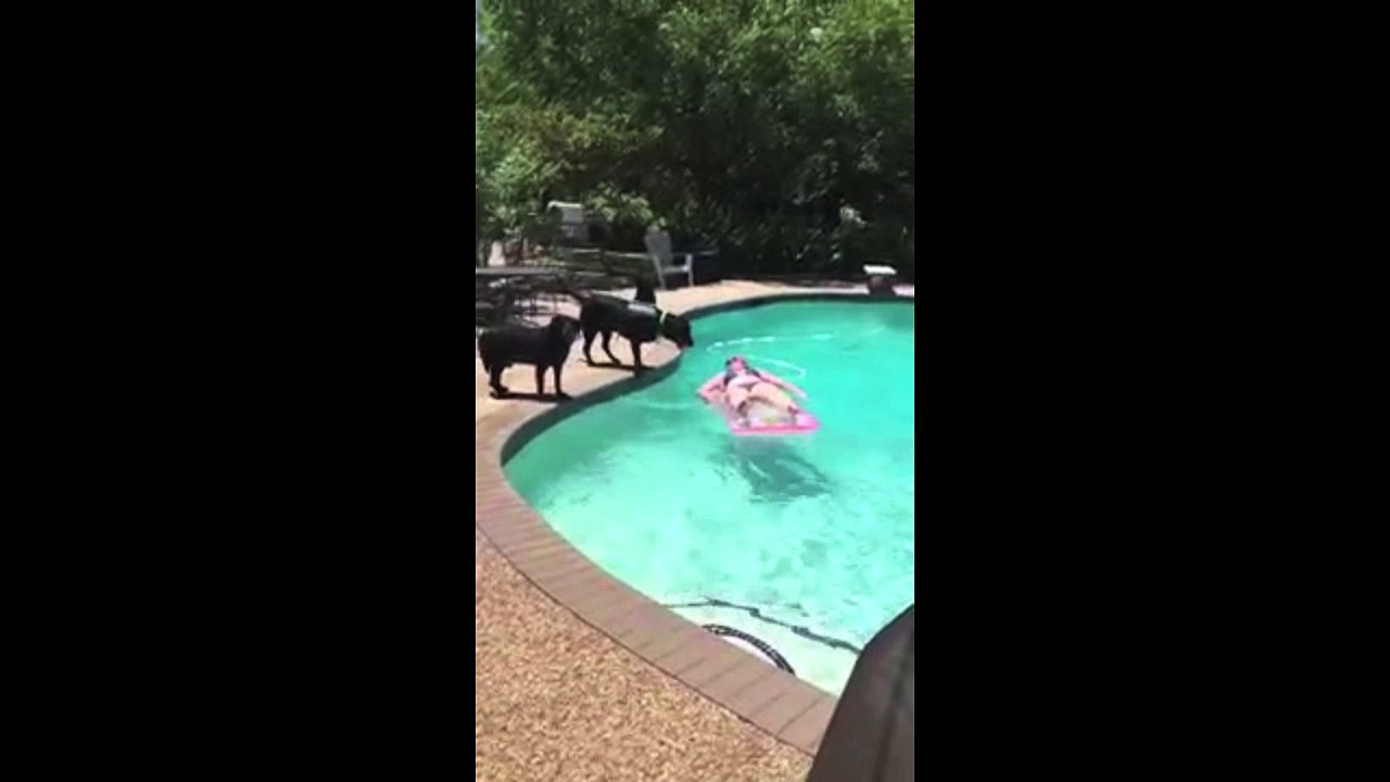 Labrador Dog with fake Shark Fin attacks girl in the pool!