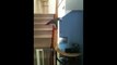 African Grey Parrot slides down the banister for two floors and gets Hurray by a Dog at the end!