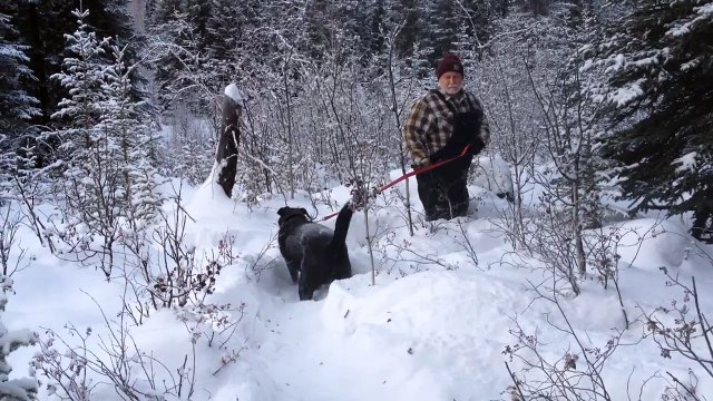 Newfoundland dog in deep snow